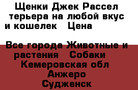 Щенки Джек Рассел терьера на любой вкус и кошелек › Цена ­ 13 000 - Все города Животные и растения » Собаки   . Кемеровская обл.,Анжеро-Судженск г.